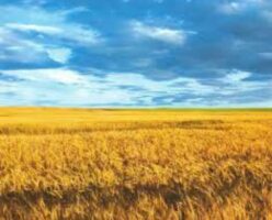 Прапор України