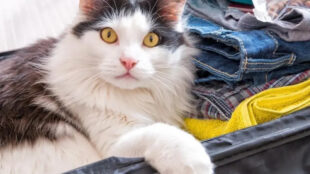 Польща скасовує спрощені правила ввезення домашніх тварин з України