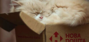 Нова Пошта у Польщі запускає нову послугу. Відтепер посилку в Україну можна відправити не виходячи з дому