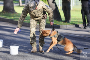 Збройним силам України передали собак, які допомагатимуть у розмінуванні