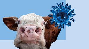 Мовчазна епідемія: як у Росії масовий забій худоби може приховувати ящур — і великі гроші