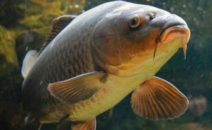 З 1 квітня по 30 травня на Київщині діє заборона на вилов риби: що важливо знати