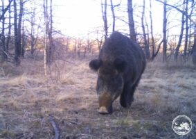 Жолуді, гриби та густіше хутро: як кабани в Чорнобильському заповіднику готуються до зими